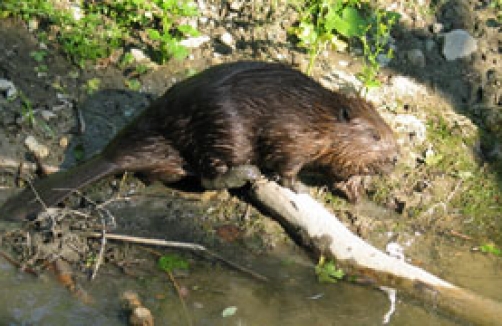 Bibergehege Obere Lobau