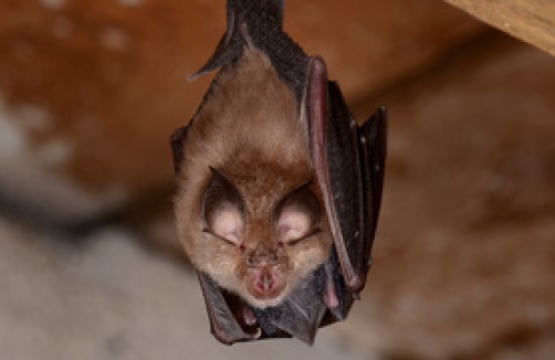 Fledermaus-Führungen im Lainzer Tiergarten