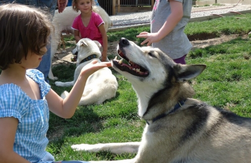 Schlittenhundecamp Wörschachberg