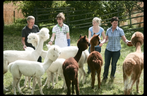 Joglland-Alpakas in Wenigzell