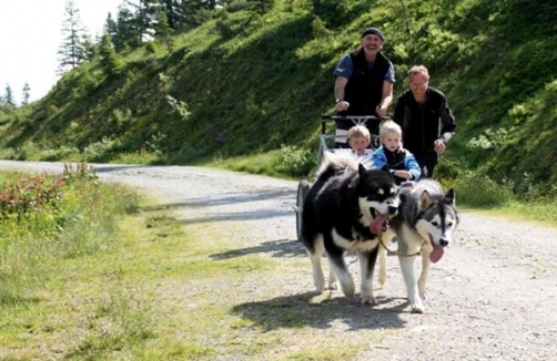 Hundeschlitten Sommercamp-Mühlbach
