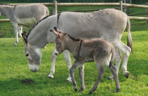 Familientag im Tierpark Buchenberg