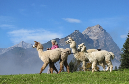 Geführte Lama- und Alpakawanderungen