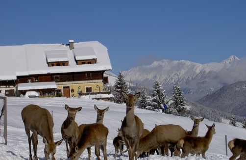 Wildpark im Almdorf Lungau