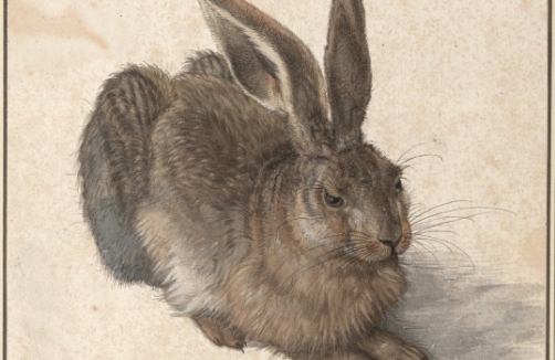 Der Hase ist wieder da! In der  Albertina Wien