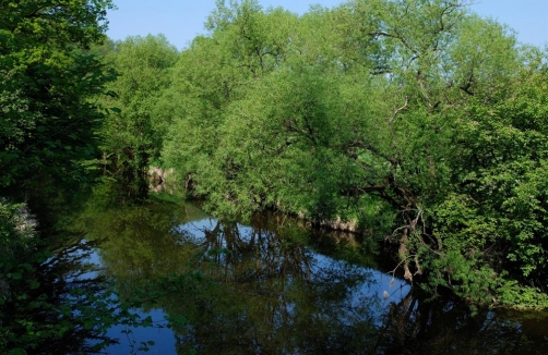 Jungfischertag in Kollmitzgraben    