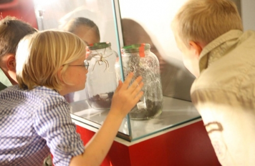 Nebelspinnen und Lotuskäfer im Technischen Museum Wien