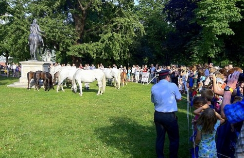 Lipizzaner Fohlen & ihre Mütter im Burggarten Wien