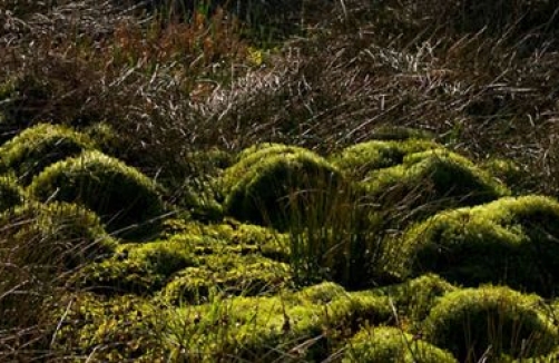 unterwasserreich.at_Naturpark Hochmoor Schrems