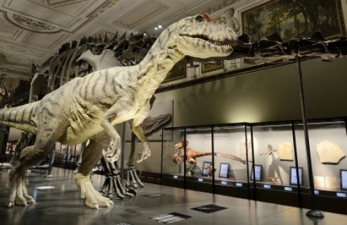 Tag der Offenen Tür im Naturhistorischen Museum Wien