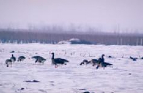 Winterexkursionen im Nationalpark Neusiedler See