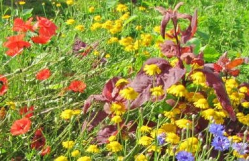 steinschaler.dirndlwiki.at