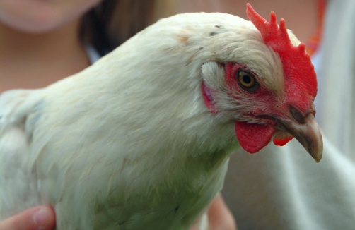 Kindergeburtstag in der Naturerlebnisschule