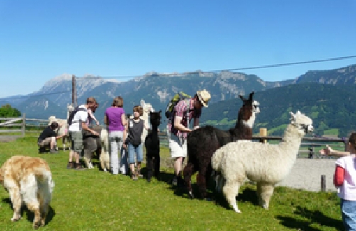 Alpaca- und Lamawelt Klausnerhof