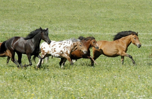 Ponyhof Schrattenberg