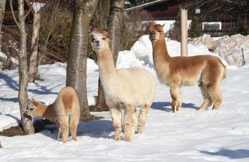 Tierisch feiern mit den Salzburgerland Alpakas