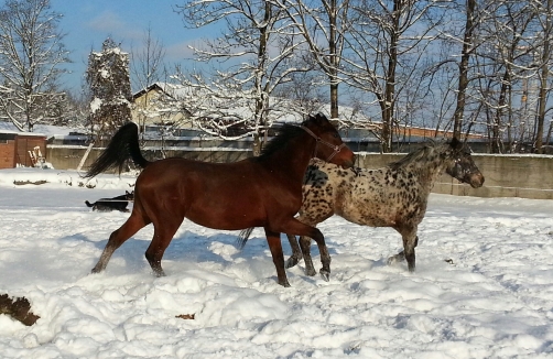 Kindergeburtstag am Ponyhof