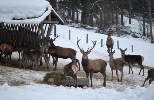 Wildtierfütterung