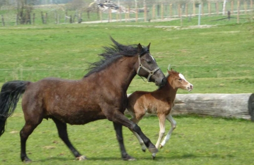 Ponyhof New Forest Gestüt