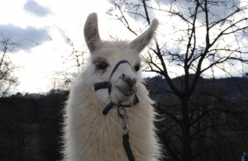 Lamatouren mit Oh-Lama