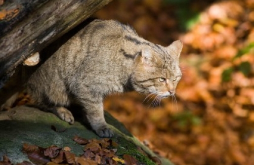 Eröffnungsfest Wildkatzengehege im Nationalpark Thayatal