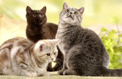 Internationale Katzenausstellungen in Lauterach