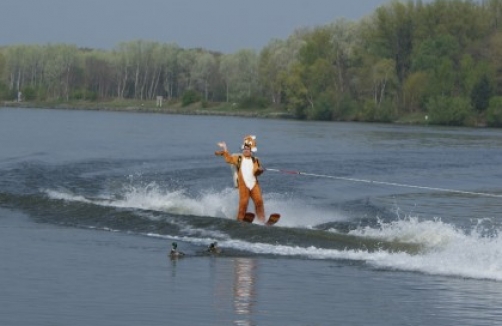Der Osterhase auf Wasserski in Tulln