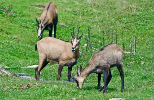 www.naturparkdobratsch.info