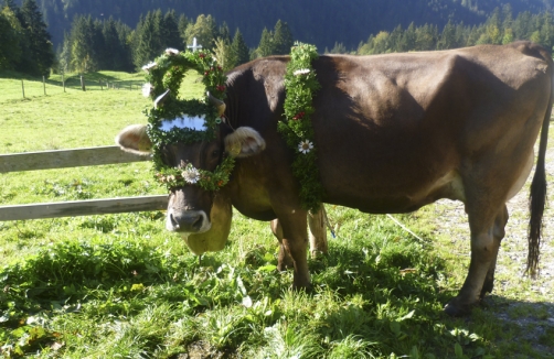 Familienvormittag auf der Sennalpe Gerisgschwend