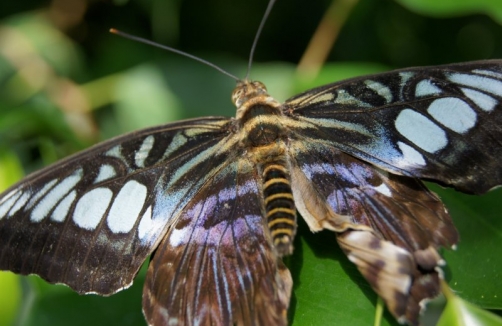 Vom Vielfrass Zum Leichtgewicht Im Botanischen Garten I Auf Sunny At
