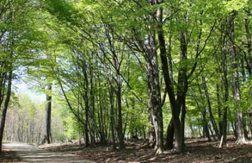 Lainzer Tiergarten 