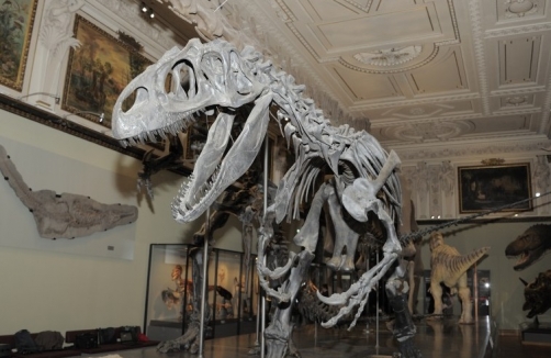 Groß und stark im Naturhistorischen Museum Wien