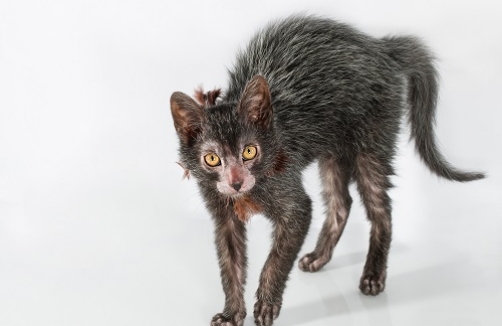 Katzenausstellung in Salzburg