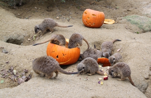 Halloween für Mensch und Tier im Zoo Linz