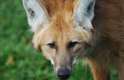 Raritätenzoo Ebbs