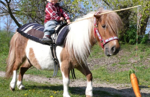 Kindergeburtstag in Sabines Pferdewelt