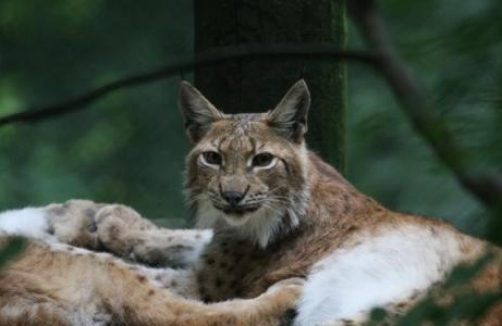 Wildpark Feldkirch