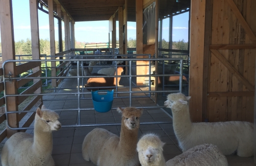 Hofführung auf der Alpaka Ranch En Colores