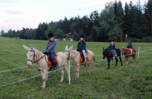 "Esel und Ponyreiten" im Wirtshaus Nattererboden 