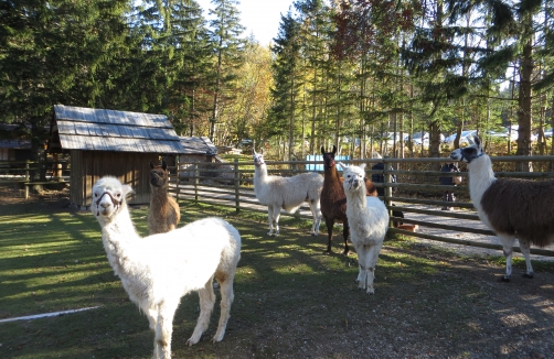 Lama/Alpaka Wanderung im Naturpark Hohe Wand 