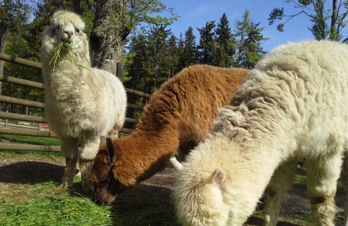 Lama/Alpaka Wanderung im Naturpark Hohe Wand 