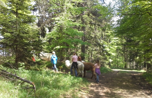 Lama/Alpaka Wanderung im Naturpark Hohe Wand 