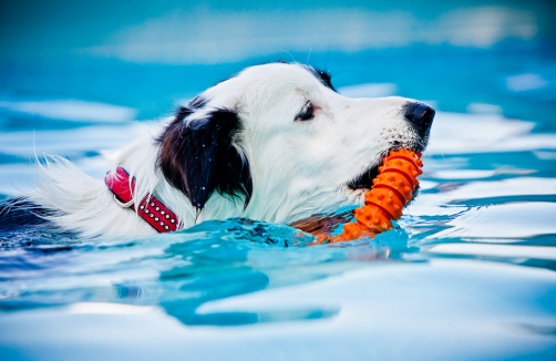 Hundetag Baden auf der Trabrennbahn Baden