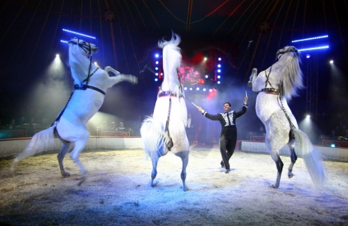 Circus Louis Knie in Gänserndorf