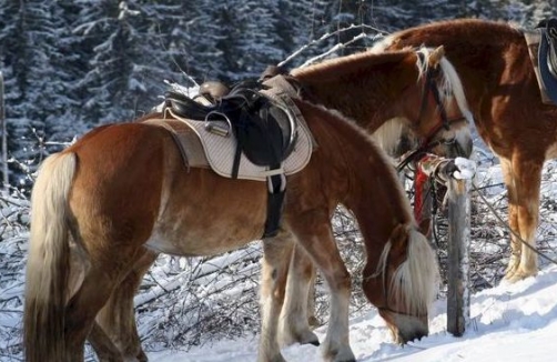 Winterreiten am Wanderreithof Angermann