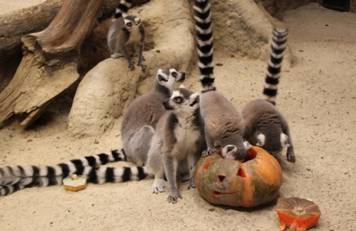Halloween für Mensch und Tier im Zoo Linz