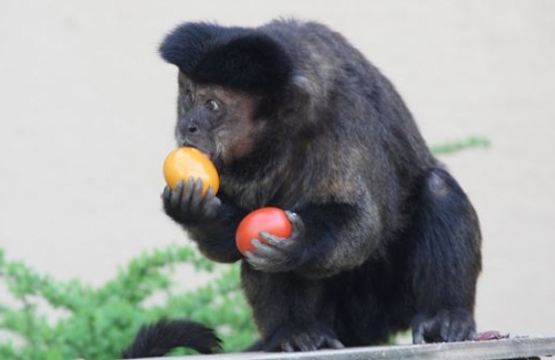 Zoo Salzburg