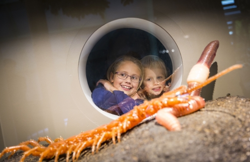 Museum Niederösterreich - Museum und Zoo