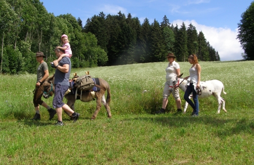 Eselwandern im Böhmerwald