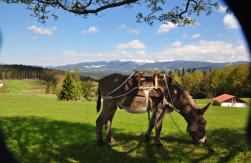 Eselwochenende Böhmerwald: "Schmuggler und Säumer"